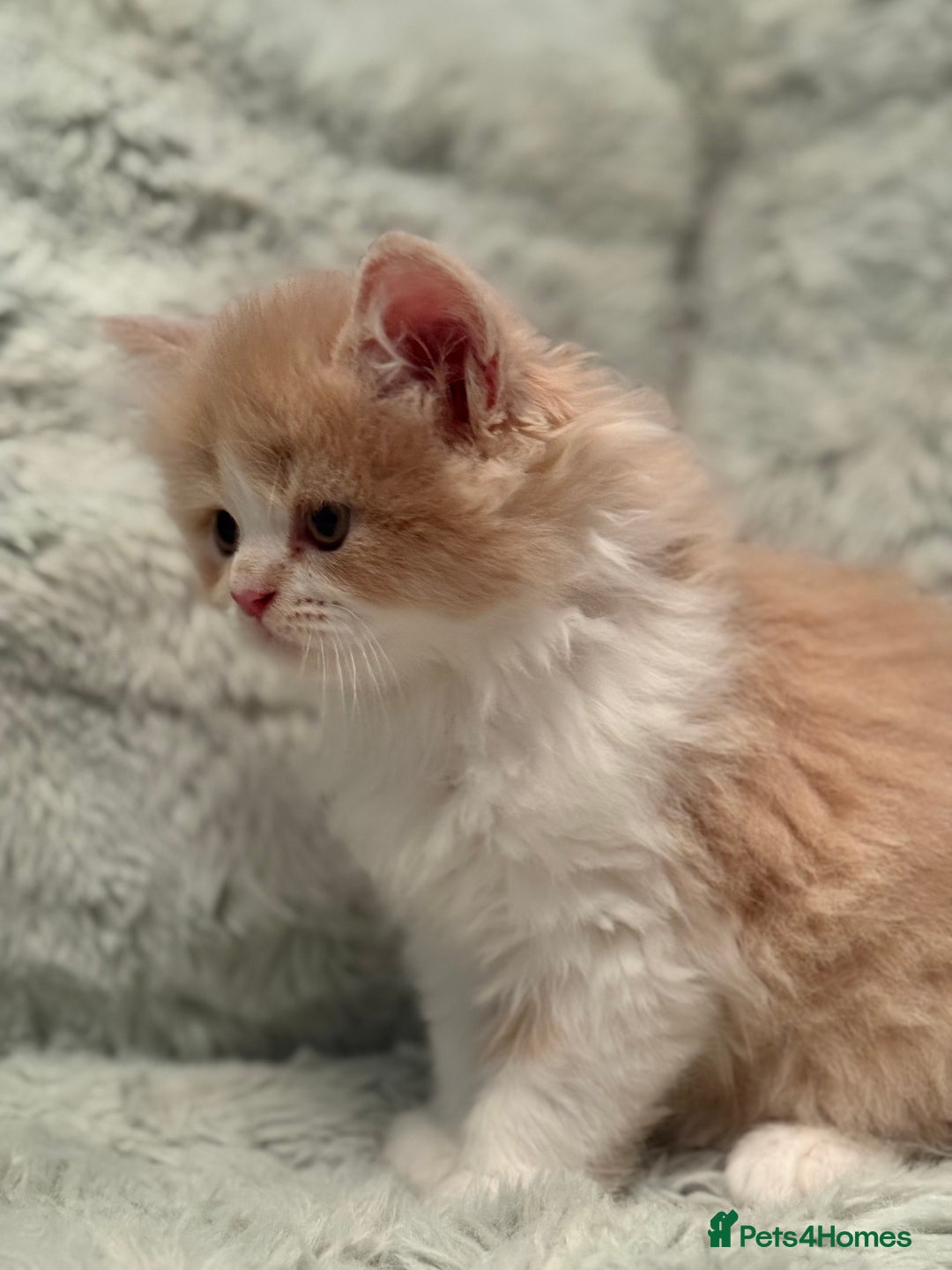 Persian cats for sale: Last stunning persian boy - Image 6
