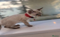 Bengal cats for sale: Snow Lynx Bengal Kittens - Image 12