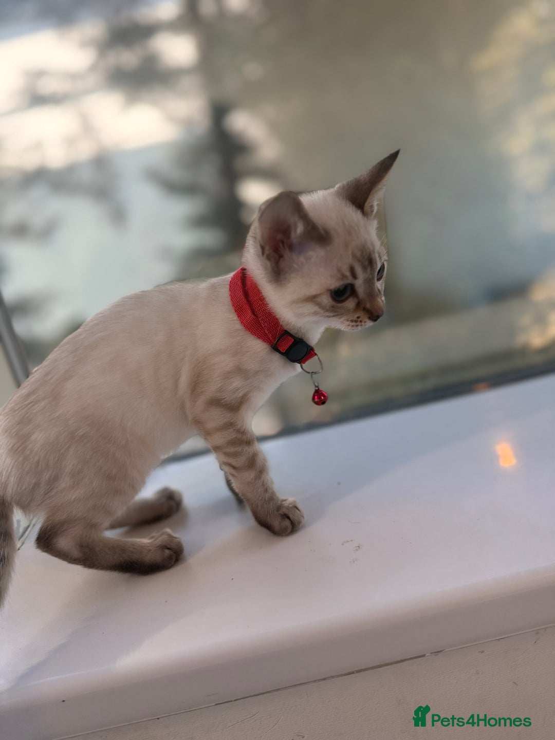 Bengal cats for sale: Snow Lynx Bengal Kittens - Image 12