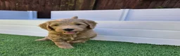 Goldendoodle dogs for sale: LAST girl left of Multigen.Goldendoodle Puppies!!! - Advert 24
