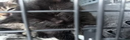 Bengal cats for sale: 4 beautiful kittens for sale  in Portsmouth - Advert 7