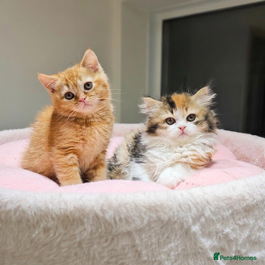 British Shorthair cats for sale: Beautiful British Shorthair & Longhair Kittens - Advert 1