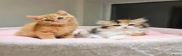 British Shorthair cats for sale: Beautiful British Shorthair & Longhair Kittens - Advert 1