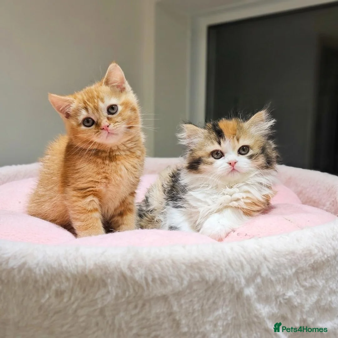 British Shorthair cats for sale: Beautiful British Shorthair & Longhair Kittens - Advert 1