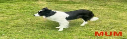 Border Collie dogs for sale: KC Reg Beautiful Border Collie Boy Ready Now - Advert 10