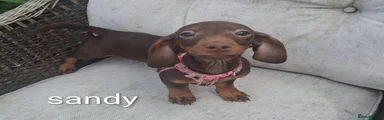 Dachshund sandy