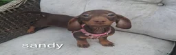 Dachshund dogs for sale: Dachshund  - Advert 7