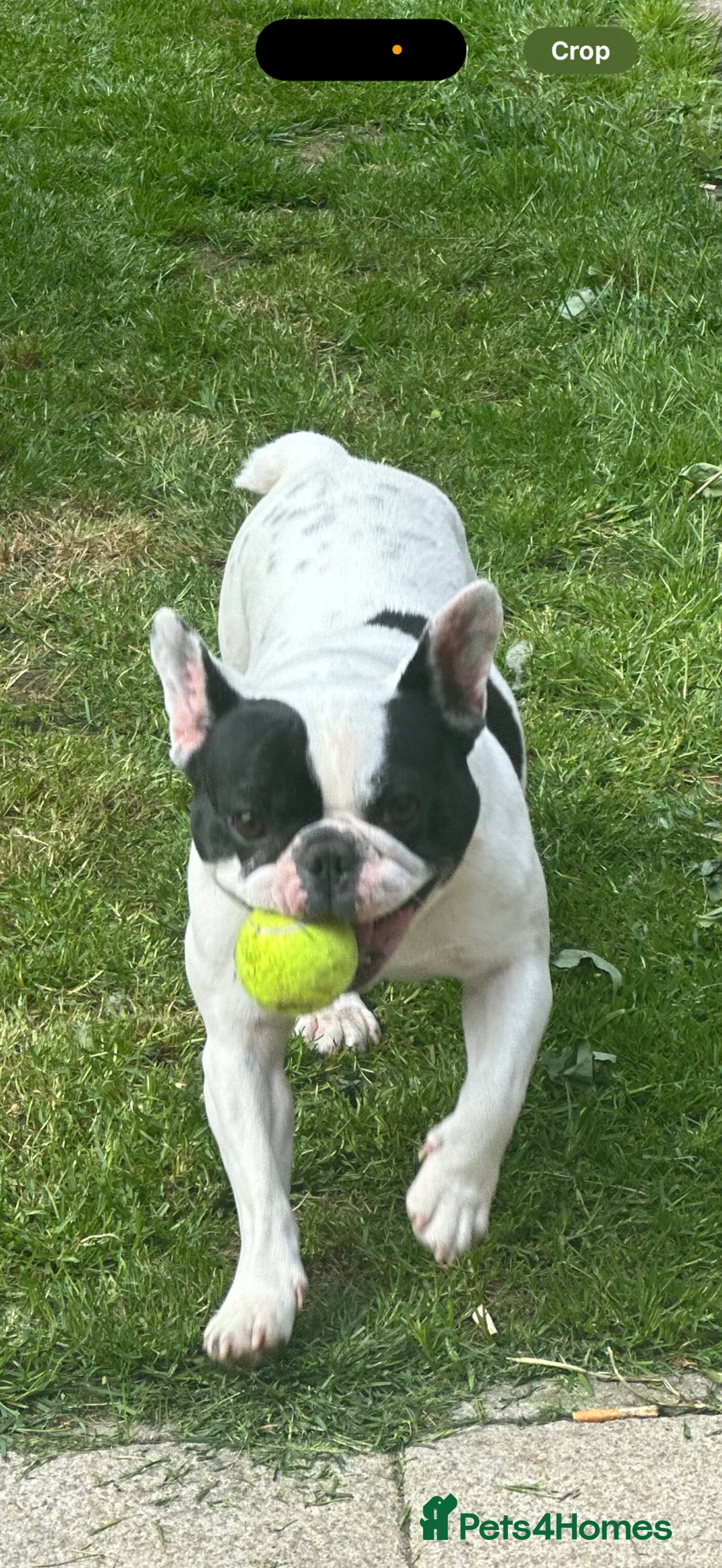 French Bulldog dogs for sale: French bulldog.  - Advert 7