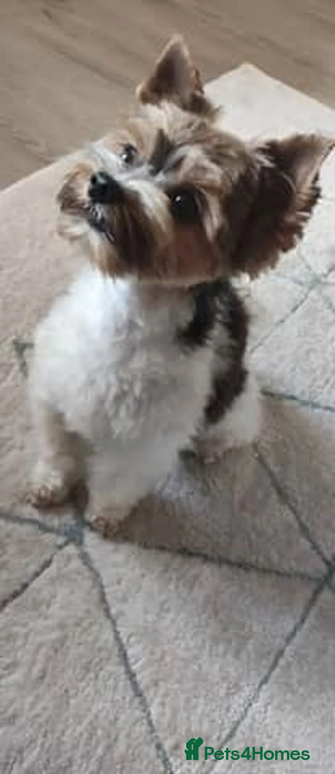 Biewer Terrier dogs for stud: Biewer Yorkshire Terrier for stud in Weston-super-Mare - Advert 5