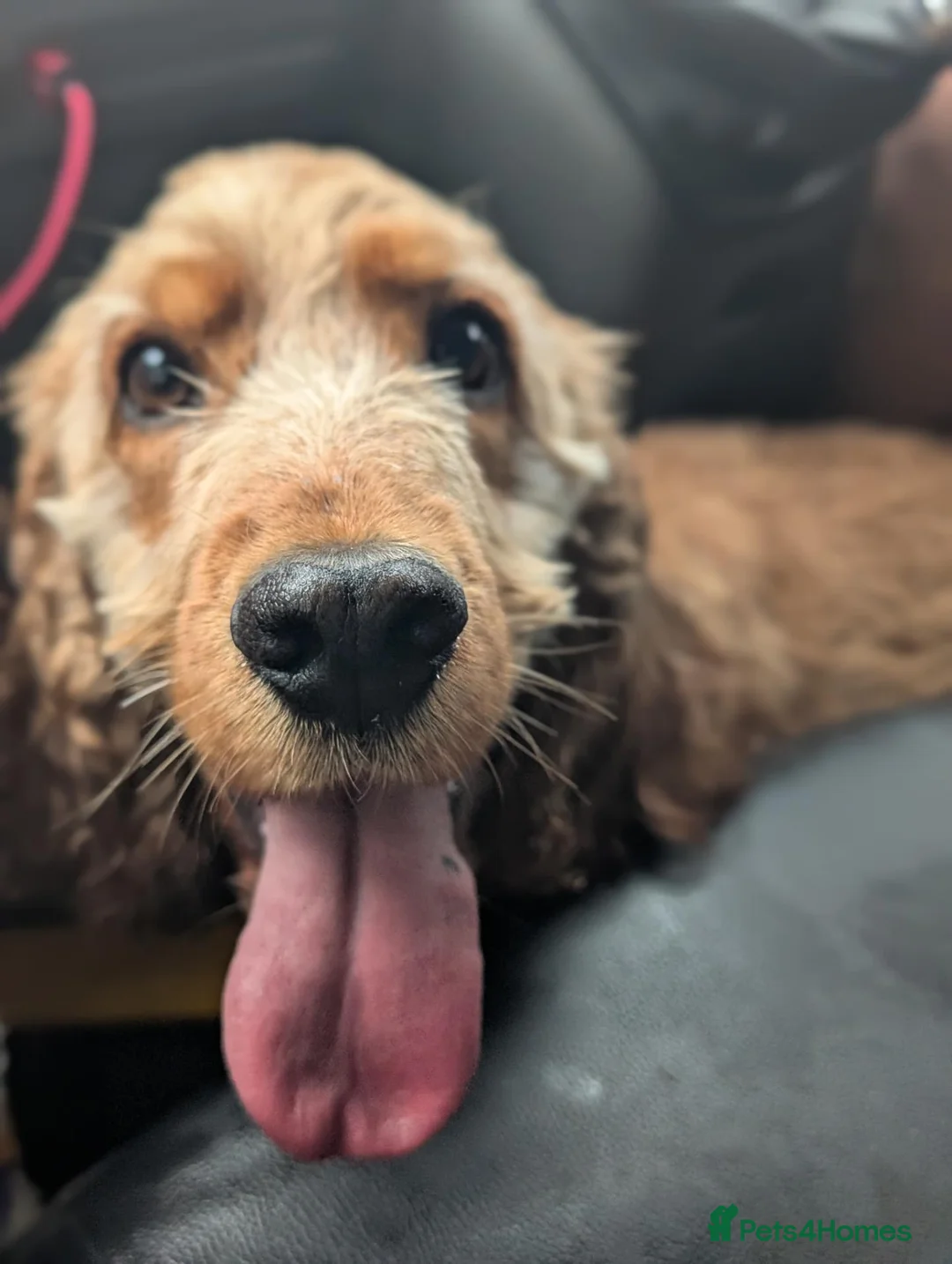Cocker Spaniel dogs for sale: Confident Experienced Dog Dad Required!  - Advert 1