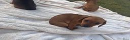 Miniature Dachshund dogs for sale: Mini dashhounds  in Bathgate - Advert 19