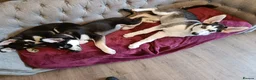 Shepsky dogs for sale: 3x Gorgeous Shepsky's ready for loving homes - Advert 7