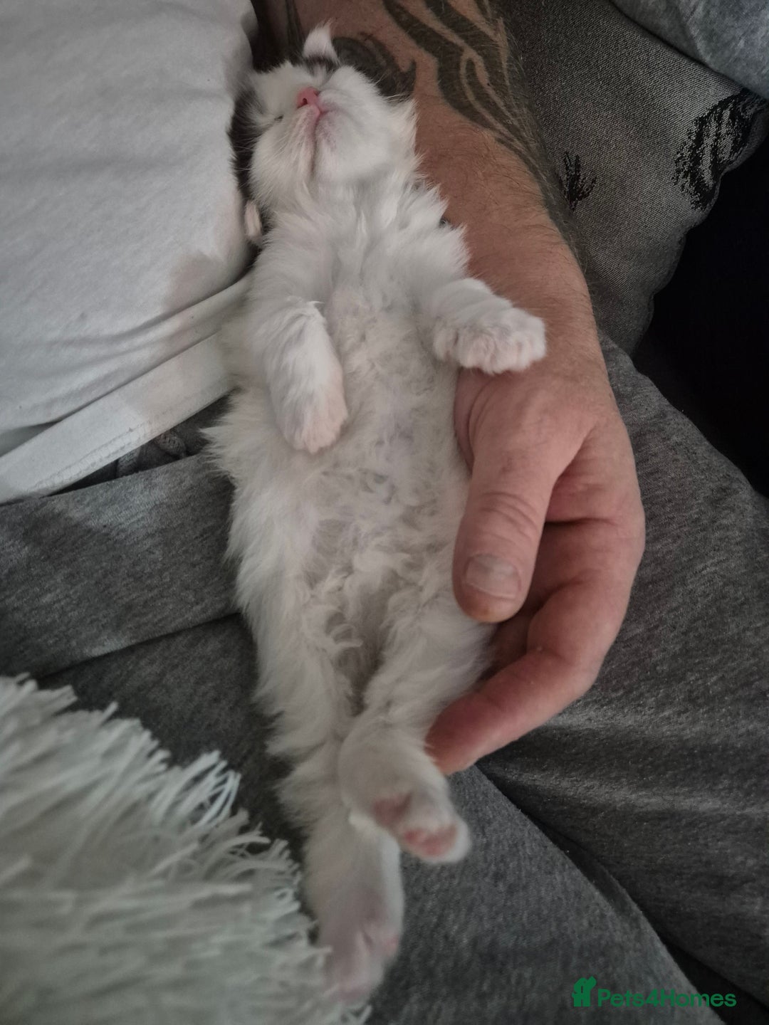 Maine Coon cats for sale: Maine coon kittens  - Advert 16