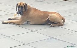 Great Dane dogs for sale: KC Reg Great Dane Female  - Image 1