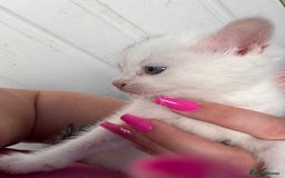Mixed Breed cats for sale: 4 beautiful boy kittens  - Image 5