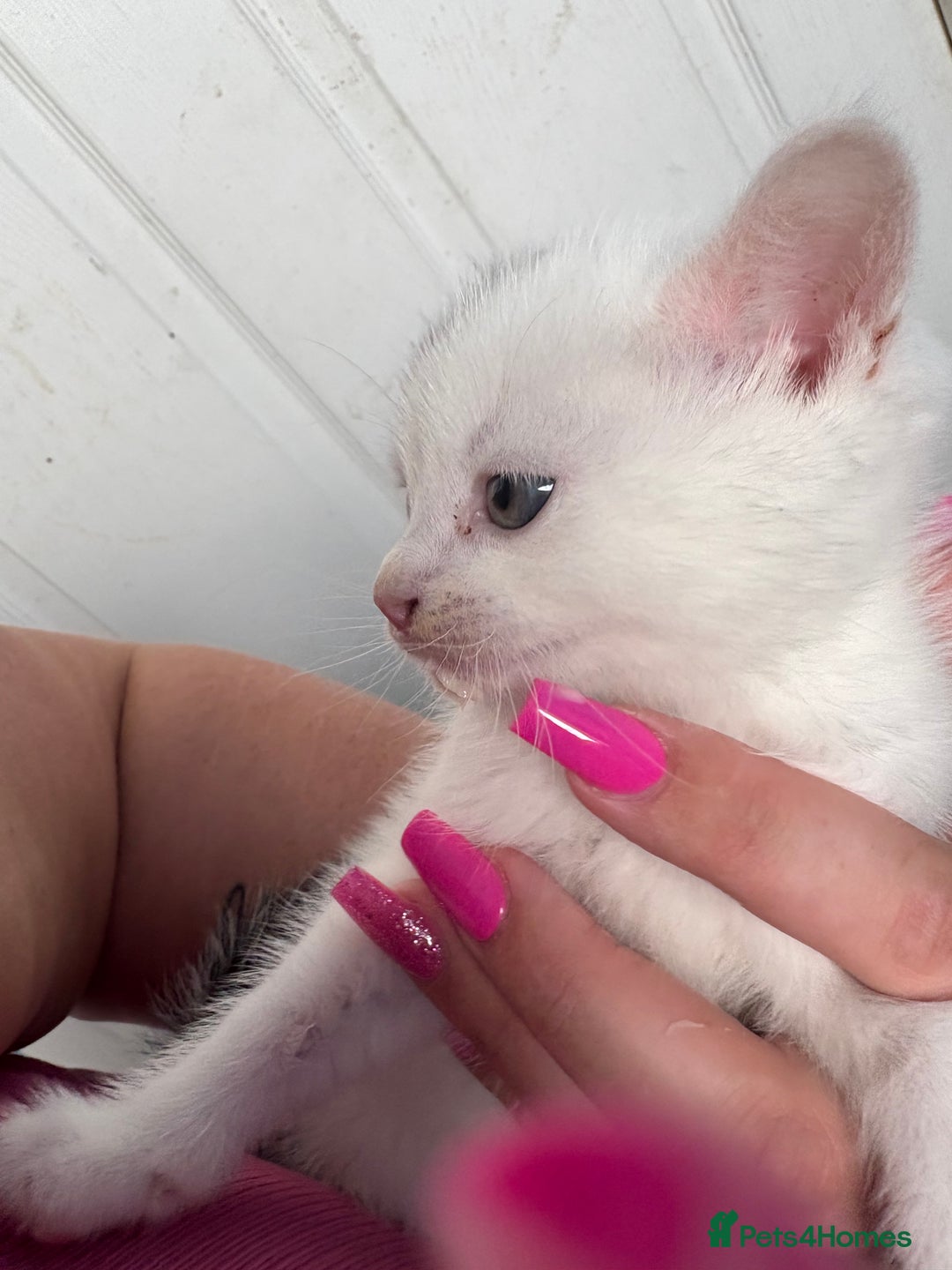 Mixed Breed cats for sale: 4 beautiful boy kittens  - Image 5