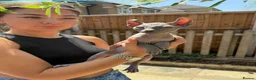 Sphynx cats for sale: Stunning sphinx kittens ready now - Advert 11