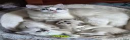 Ragdoll cats for sale: 2 Ragdoll Males South Lanarkshire in Glasgow - Advert 3