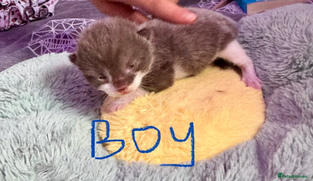 Mixed Breed cats for sale: 4 adorable kittens looking for forever homes - Image 2