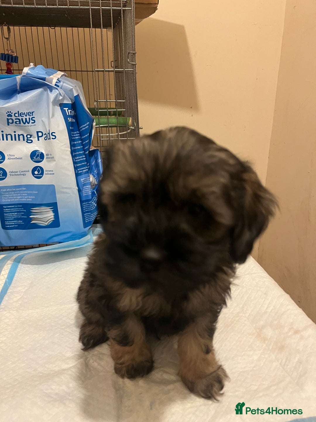 Mixed Breed dogs for sale: Shihpoo x Cockapoo puppies  - Advert 6