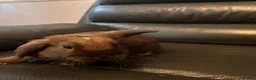 Mixed Breed rabbits for sale: Mini lop x Dutch x Netherlands dwarf  - Advert 2