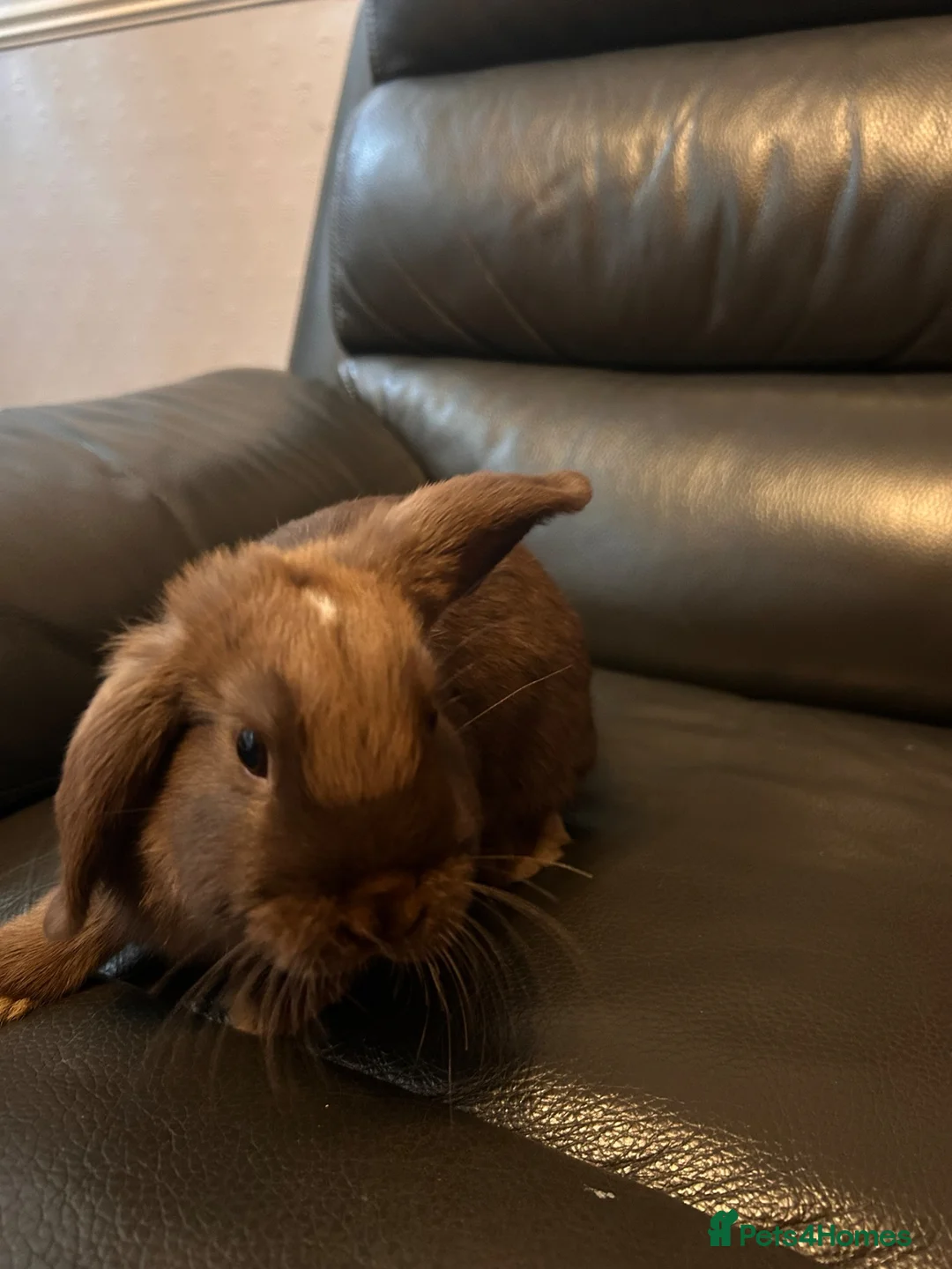 Mixed Breed rabbits for sale: Mini lop x Dutch x Netherlands dwarf  - Advert 2