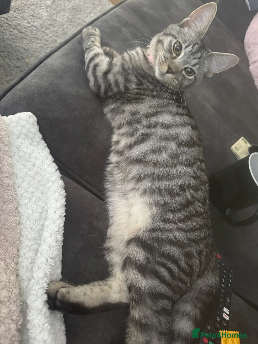 Maine Coon cats for sale: Princess  - Advert 7