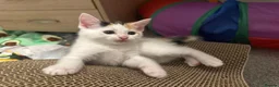 Ragdoll cats for sale: Beautiful Ragdoll Mix Kittens –  Litter Ready Soon in Nottingham - Advert 29