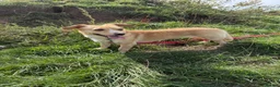Mixed Breed dogs for adoption: Klara, could you be her special person ❤️ - Advert 12