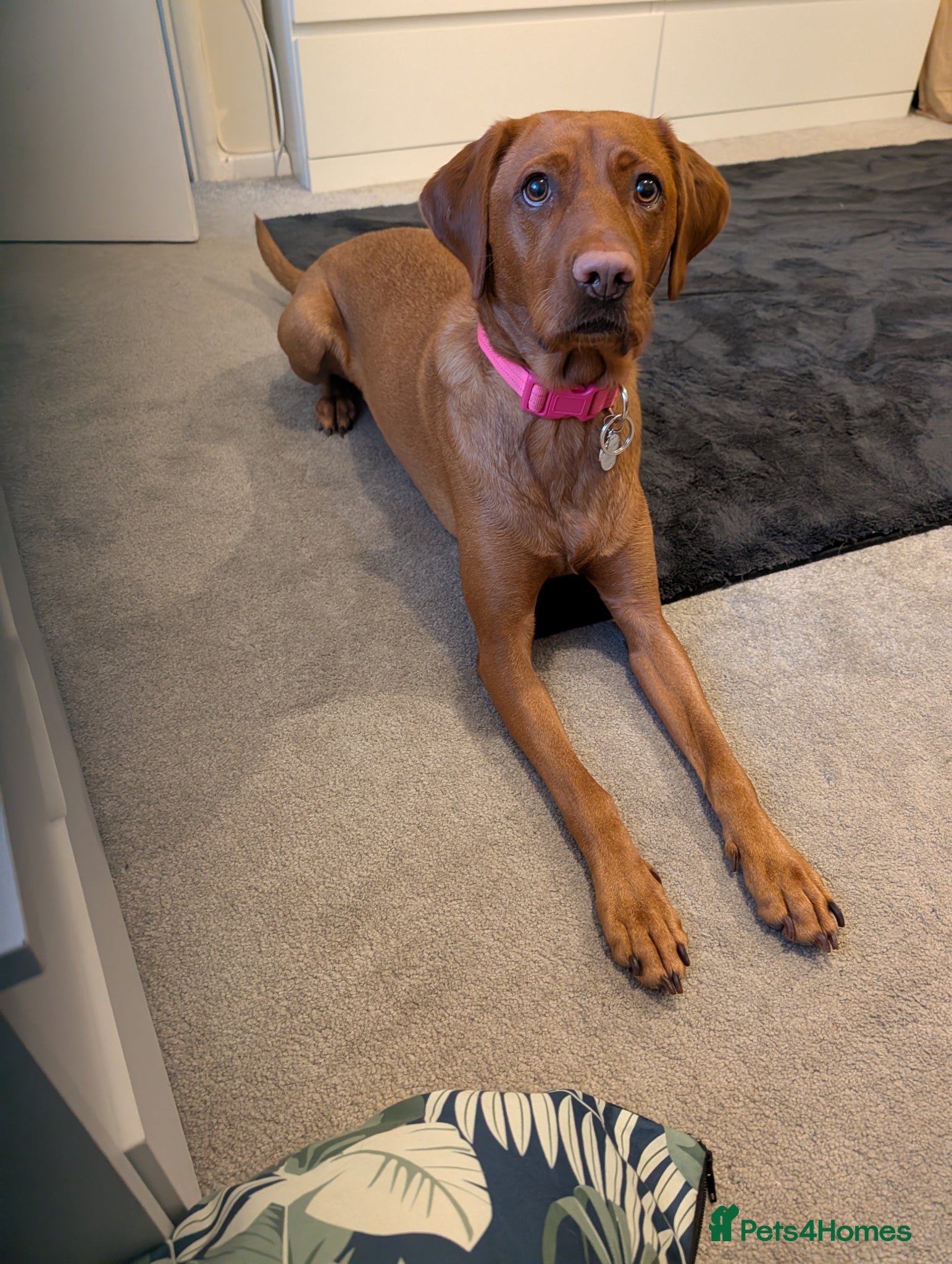 Labrador Retriever dogs Beautiful Fox Red Labrador Puppies For Sale  - Advert 2