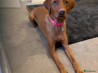 Labrador Retriever dogs Beautiful Fox Red Labrador Puppies For Sale - Advert 1