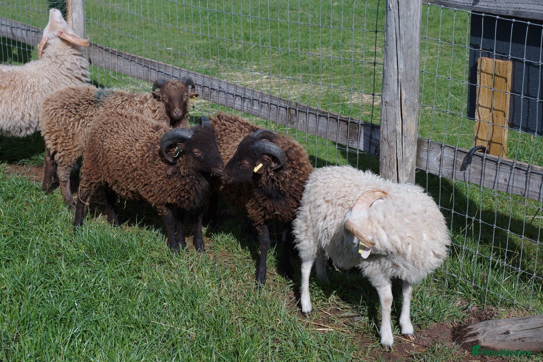 Sheep livestock for sale: 3 Ouessant Wethers - Advert 2