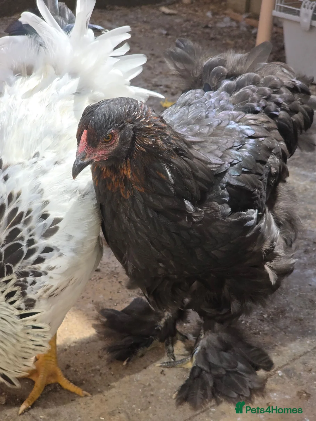 Chickens poultry for sale: Socialized Flock Needs a New Coop! in High Wycombe - Advert 6