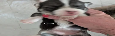 Welsh Corgi Pembroke 4