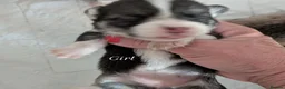 Welsh Corgi Pembroke dogs for sale: Quality, dna clear healthy fit pups - Advert 16