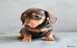 Miniature Dachshund dogs for sale: Miniature Dachshund Boys **READY NOW** - Image 11