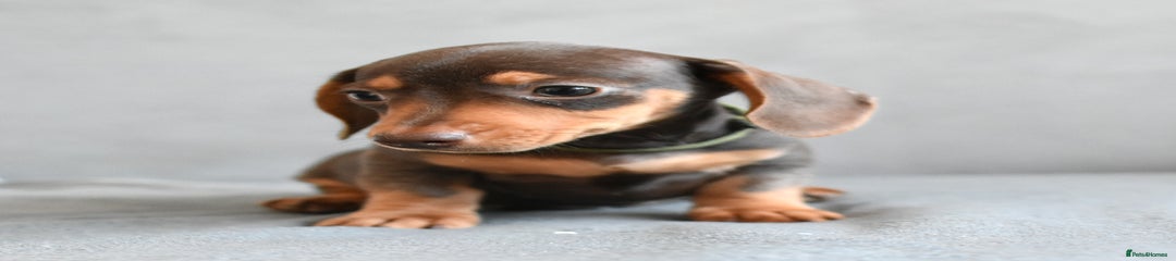 Miniature Dachshund Puppy 4