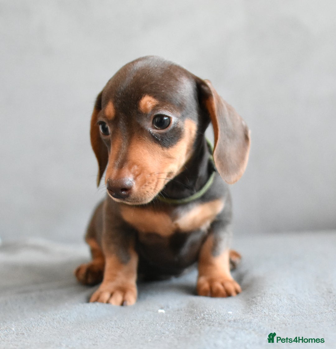 Miniature Dachshund dogs for sale: Miniature Dachshund Boys **READY NOW** - Image 11
