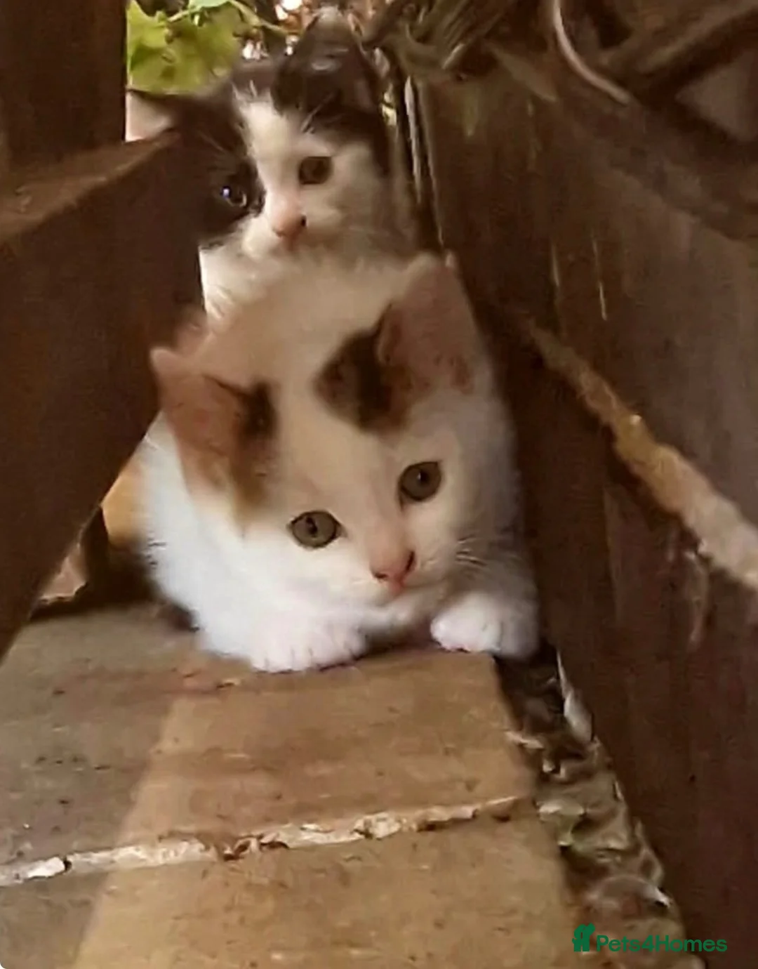 Domestic Shorthair cats for sale: 2 tabby girls 1 black white boy  for sale.  - Advert 2