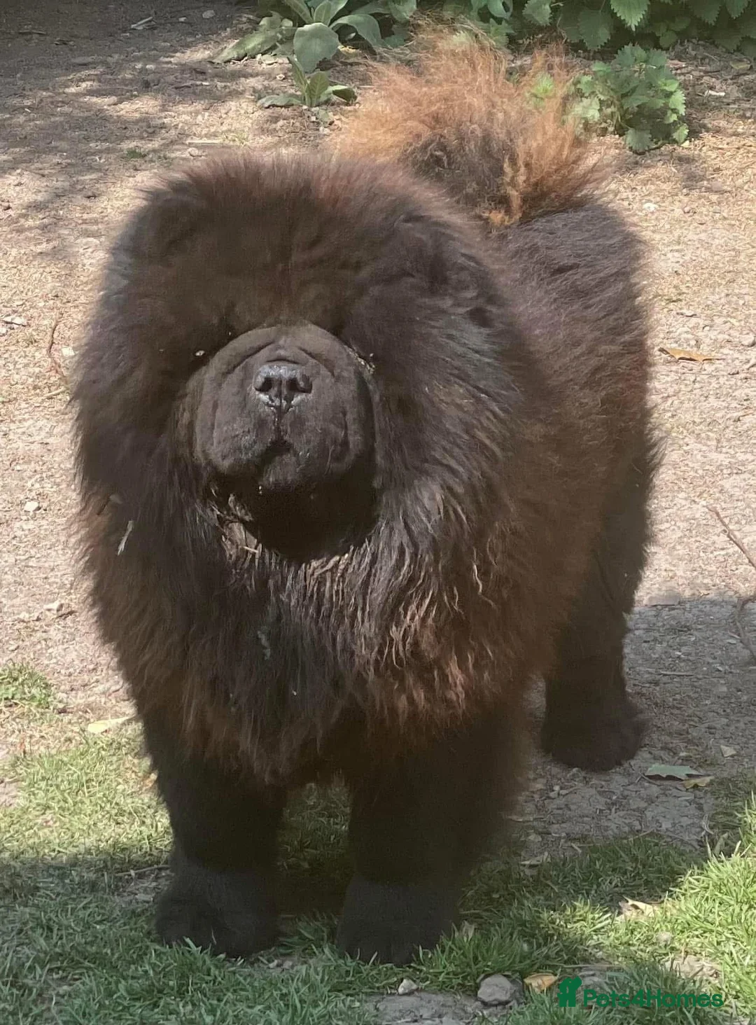 Chow Chow dogs for stud: Welcome to our superb stud team  - Advert 2