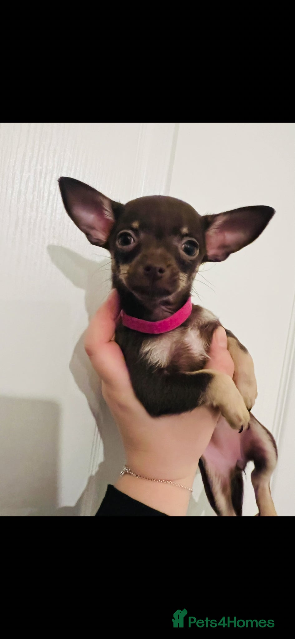 Chihuahua dogs Beautiful chocolate and tan tiny girl - Advert 5