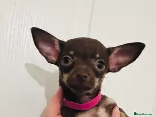 Chihuahua dogs Beautiful chocolate and tan tiny girl - Advert 5