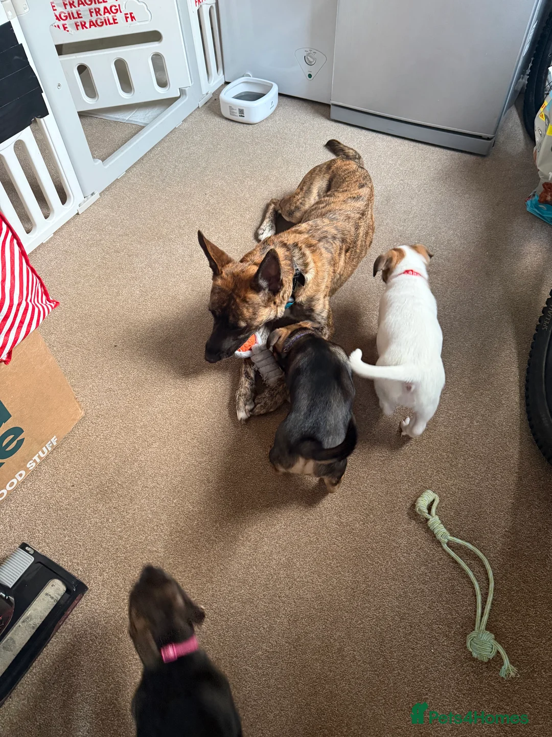 Mixed Breed dogs for sale: German Shepherd x Staffy x Jack Russell puppies  - Advert 15