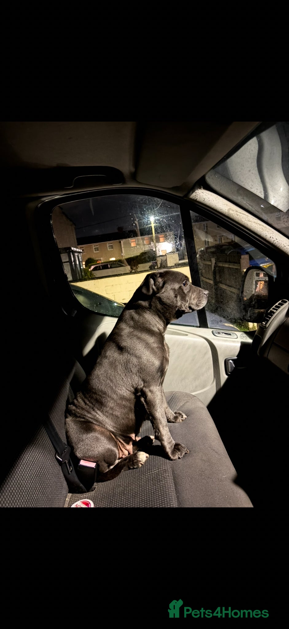 Staffordshire Bull Terrier dogs Blue Staffordshire bull terrier  - Advert 5