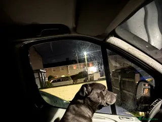 Staffordshire Bull Terrier dogs Blue Staffordshire bull terrier - Advert 5