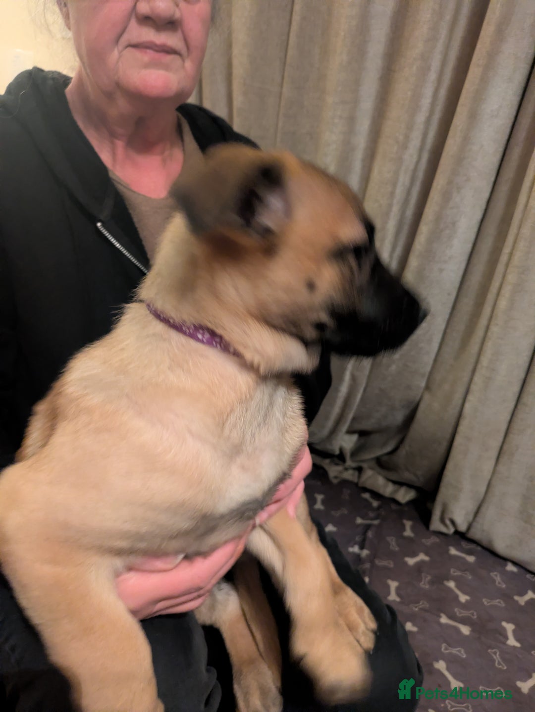 Belgian Shepherd Dog dogs for sale: Belgian Shepherd - Malinois  - Advert 11