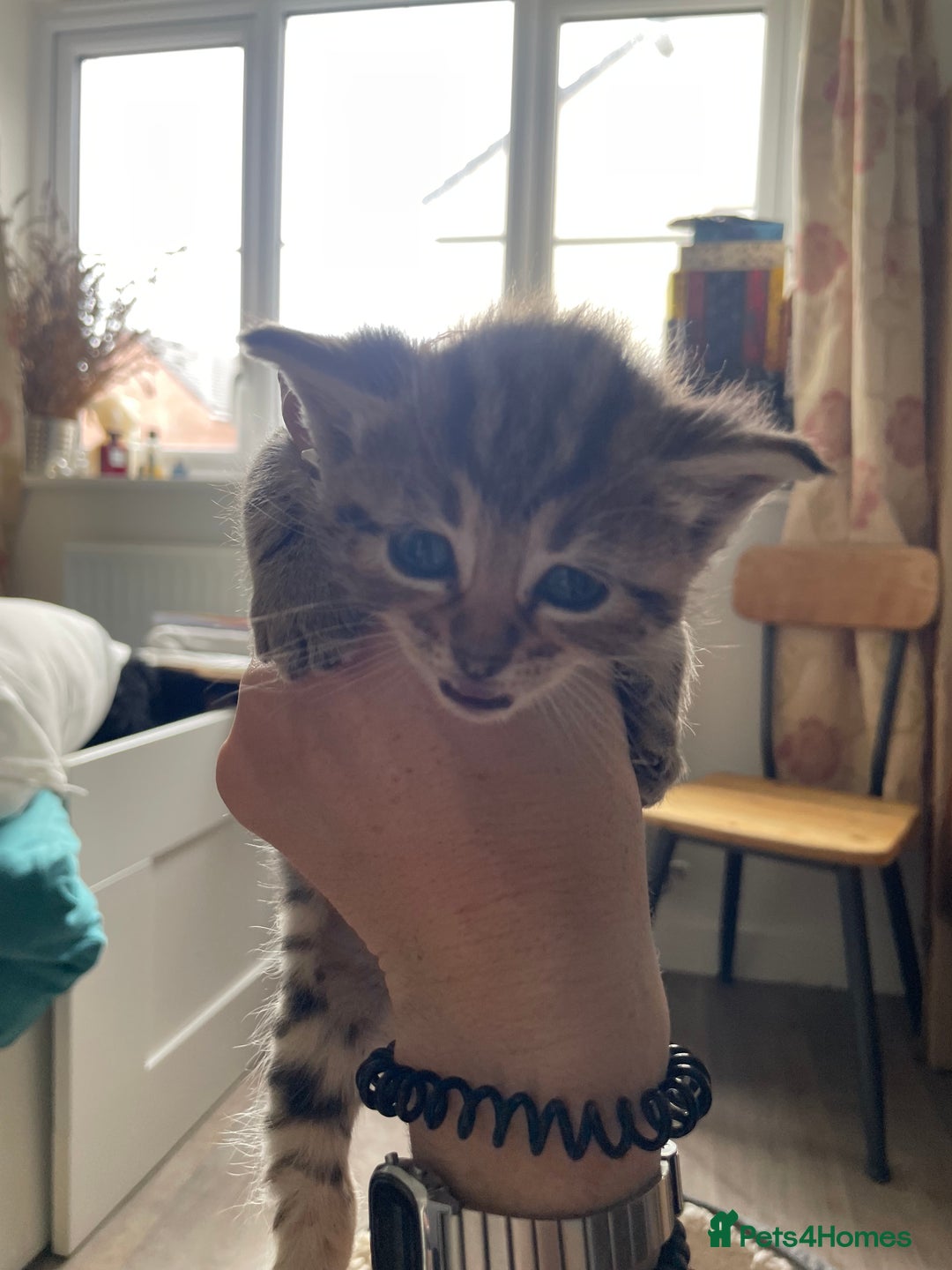 Bengal cats for sale: 9 BENGAL RAGDOLL X KITTENS - Image 26