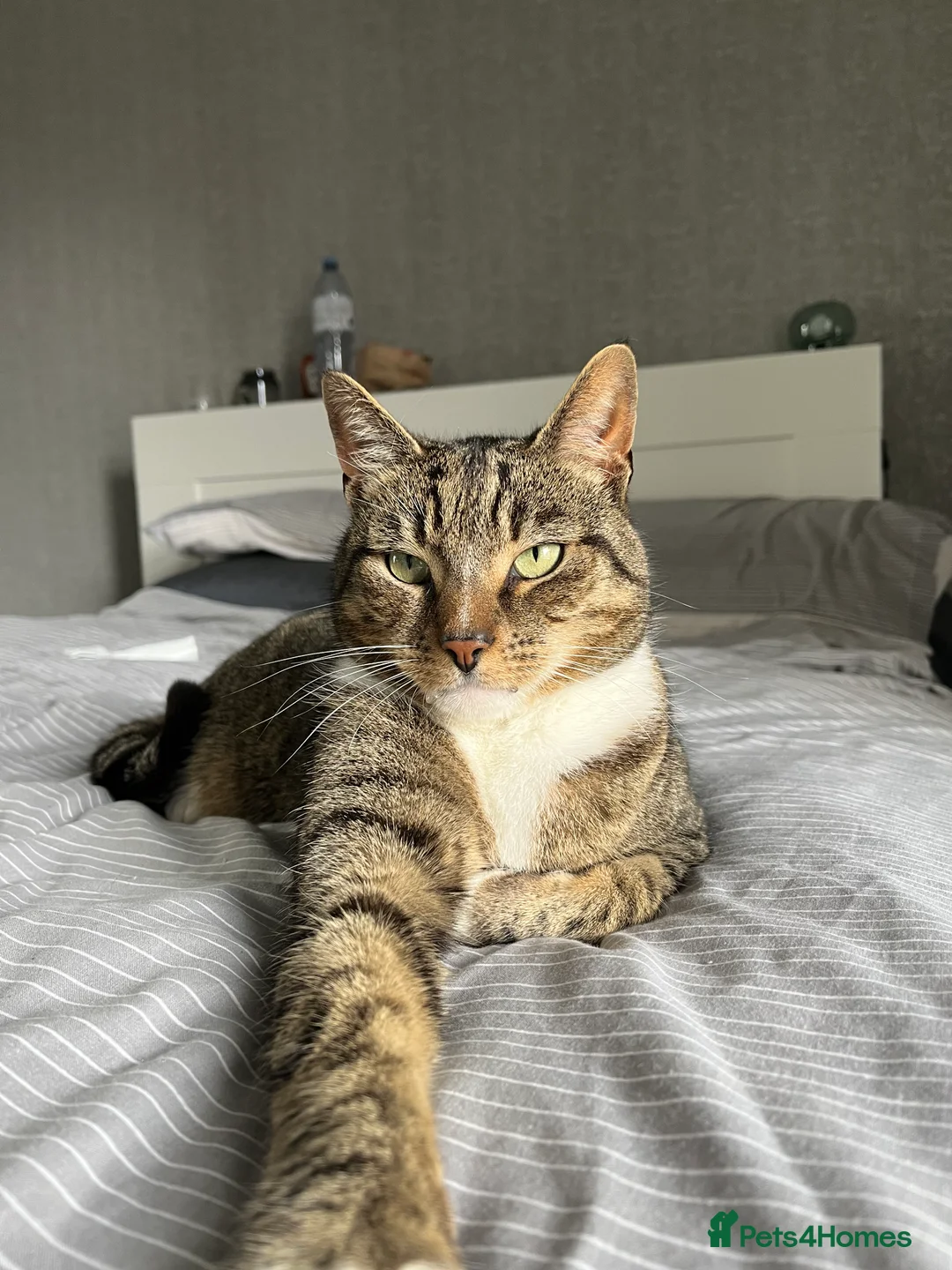 Mixed Breed cats for sale: Loco 8 year old bengal cross  - Advert 1