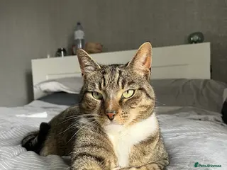 Mixed Breed cats Loco 8 year old bengal cross - Advert 3