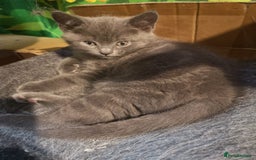 Russian Blue cats for sale: Pure Russian blue kittens. READY TO LEAVE 01.12.25 - Advert 4